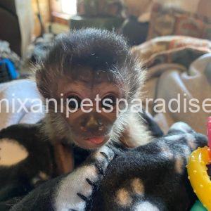 Baby capuchin monkey
