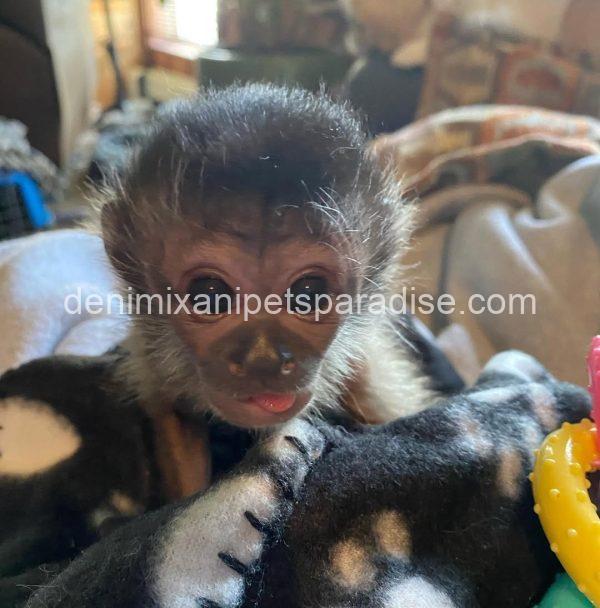 Baby capuchin monkey