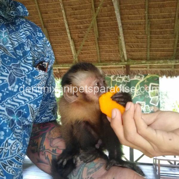 Baby capuchin monkey - Image 5