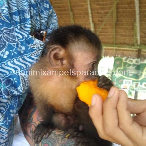 Baby capuchin monkey - Image 4