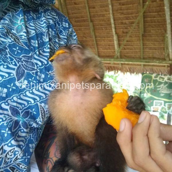 Baby capuchin monkey - Image 3
