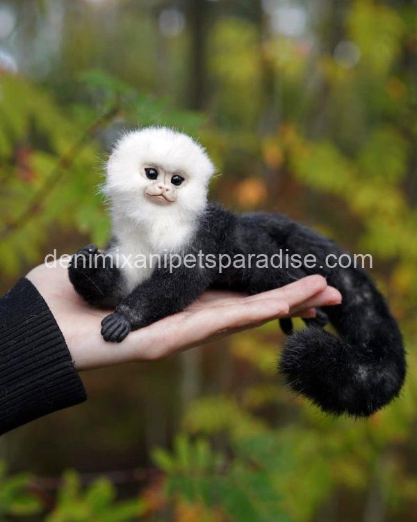 Beautiful capuchin monkey - Image 3