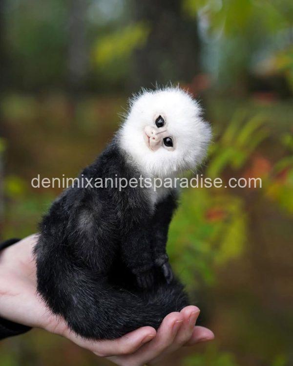 Beautiful capuchin monkey - Image 2