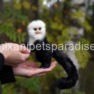 Beautiful capuchin monkey