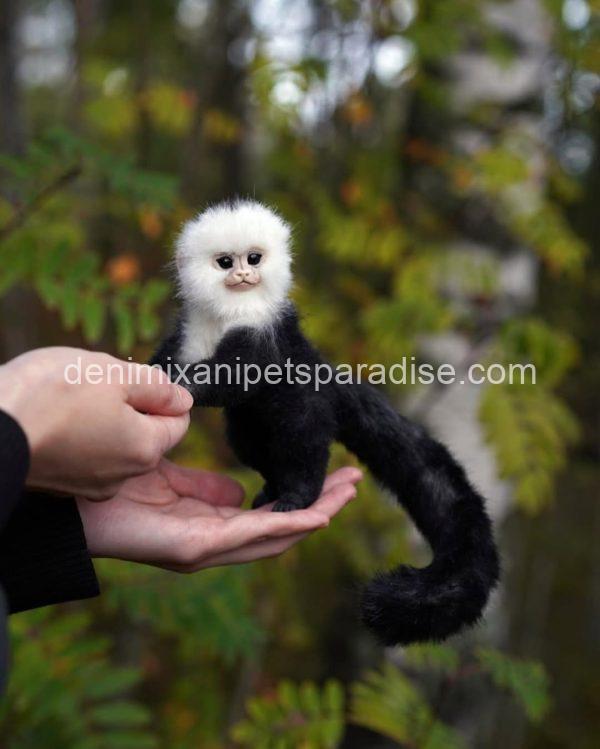 Beautiful capuchin monkey