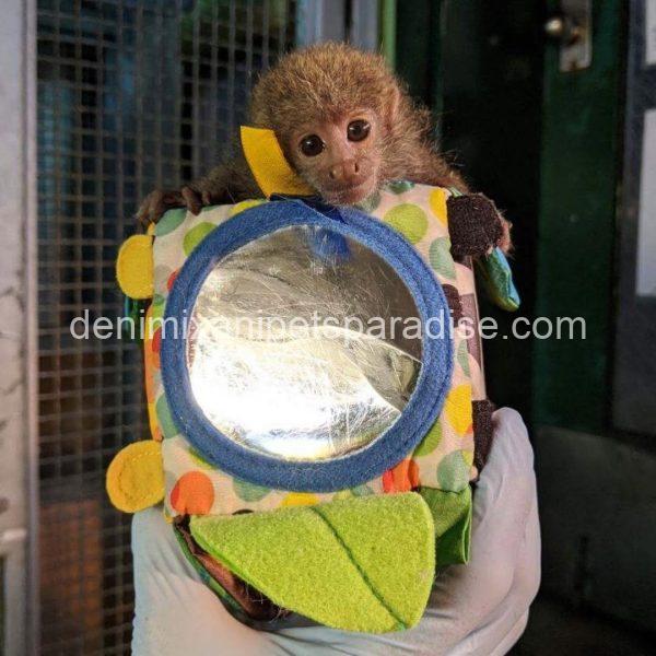 Titi lovely baby money - Image 3