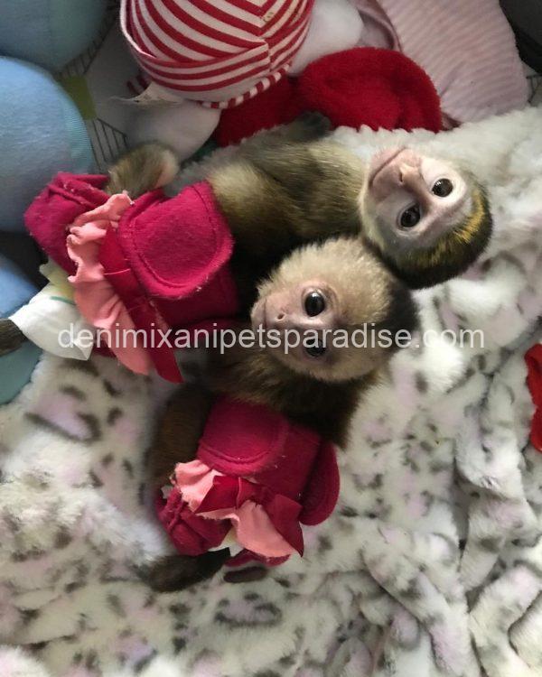 Guenon baby monkey - Image 4