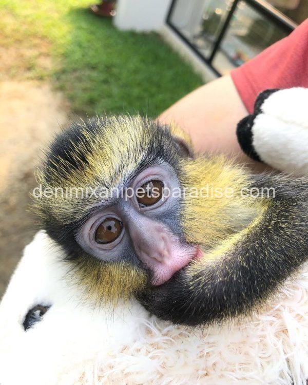 Guenon baby monkey - Image 3