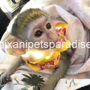 Guenon baby monkey