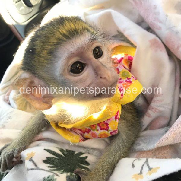 Guenon baby monkey