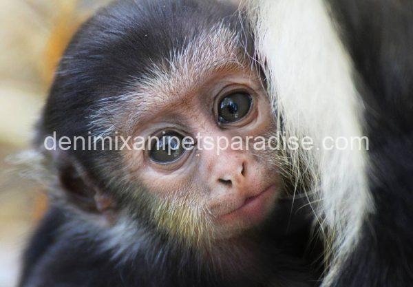 lovely guenon monkey babies - Image 3
