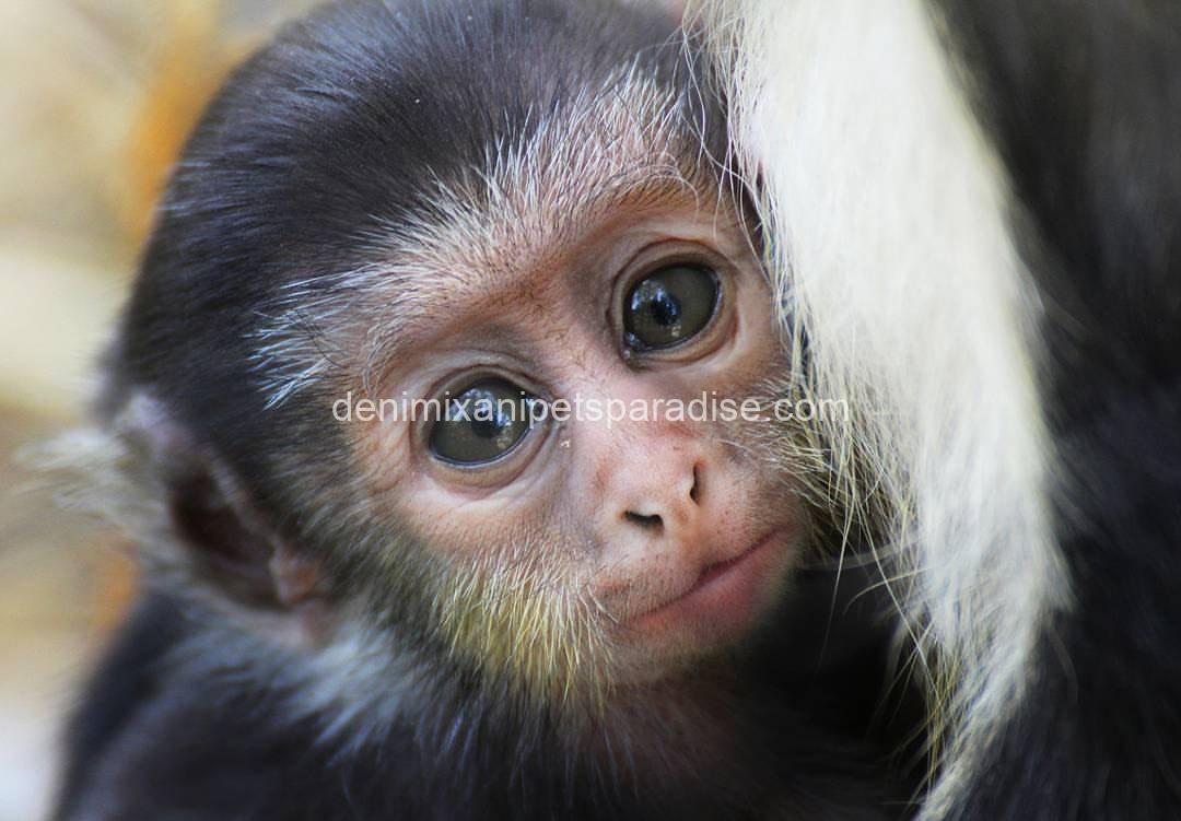 lovely guenon monkey babies 3 lovely guenon monkey babies - Image 3