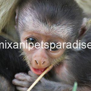 lovely guenon monkey babies