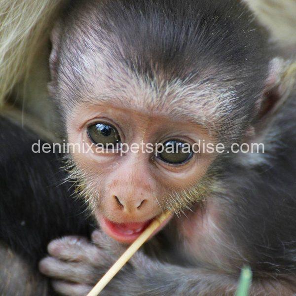 lovely guenon monkey babies