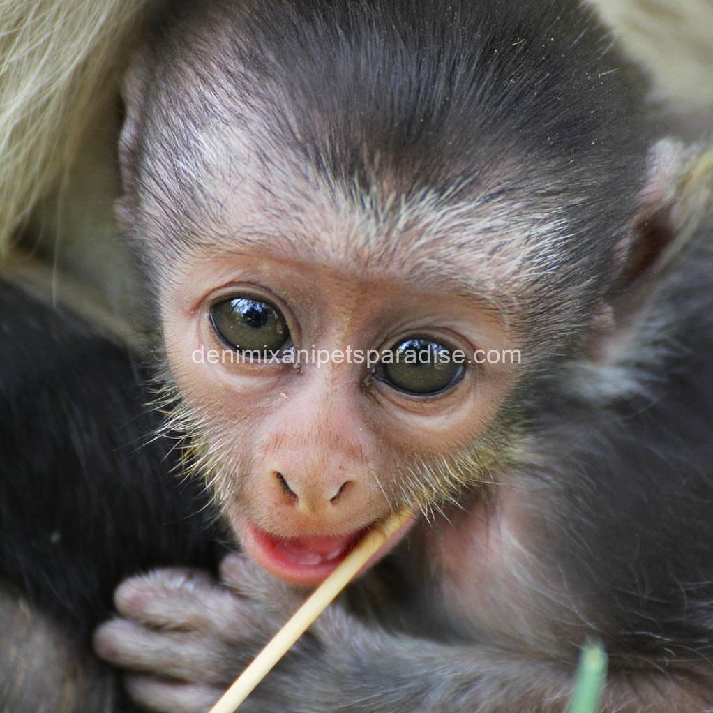 lovely guenon monkey babies 1 lovely guenon monkey babies