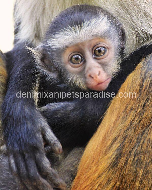 lovely guenon monkey babies - Image 5