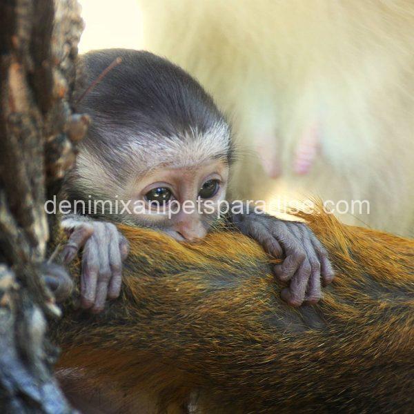 lovely guenon monkey babies - Image 4