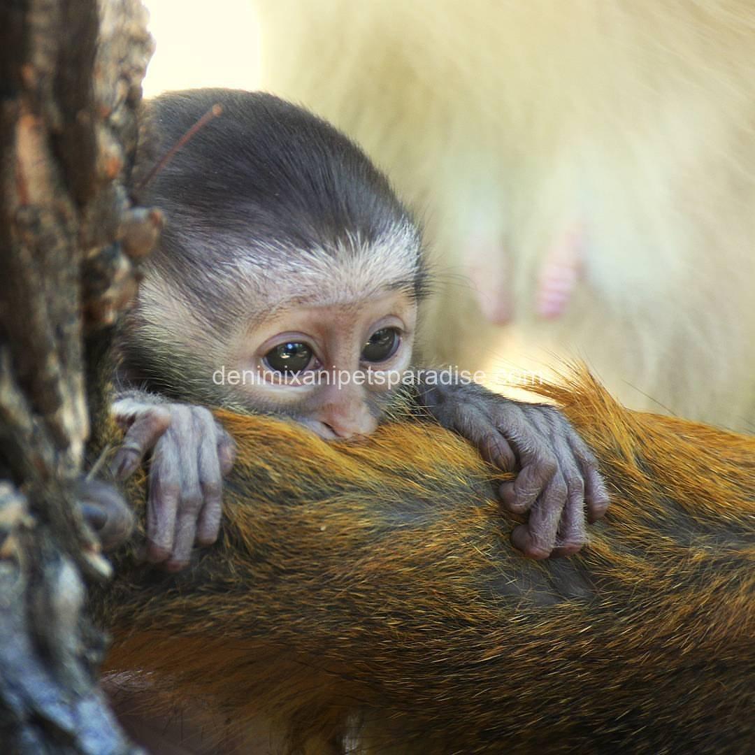 lovely guenon monkey babies 4 lovely guenon monkey babies - Image 4
