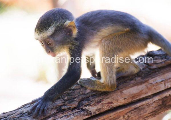 lovely guenon monkey babies - Image 2