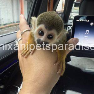 Lovely squirrel monkey baby
