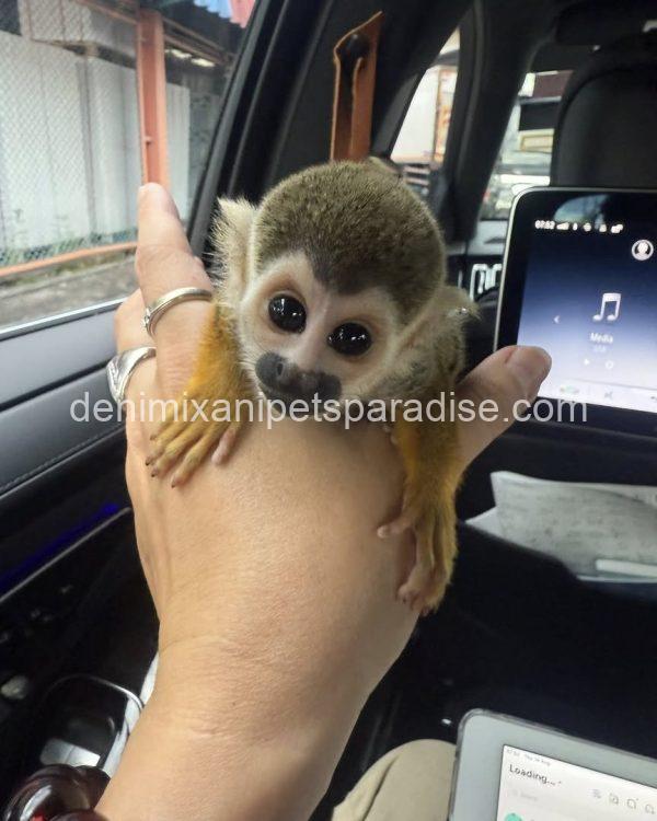 Lovely squirrel monkey baby