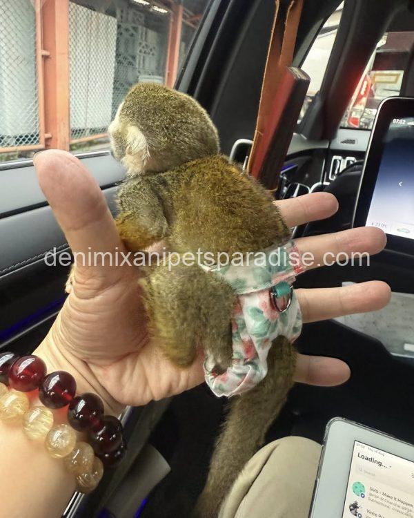 Lovely squirrel monkey baby - Image 4