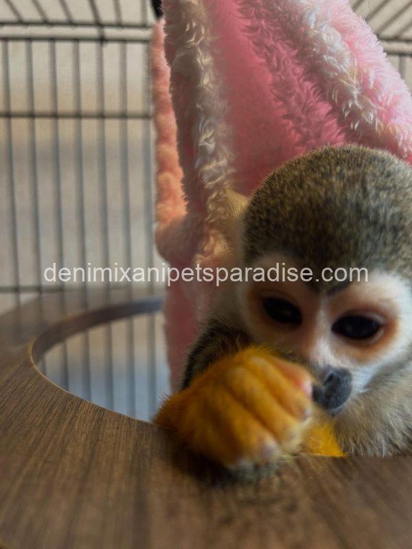Lovely squirrel monkey baby - Image 2