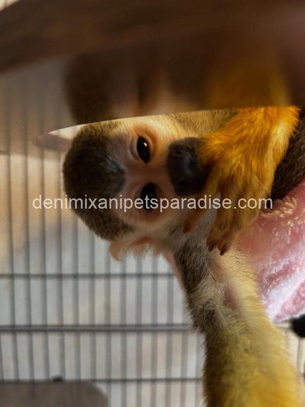 Lovely squirrel monkey baby - Image 3