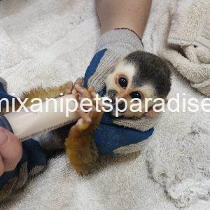 Adorable baby squirrel monkeys