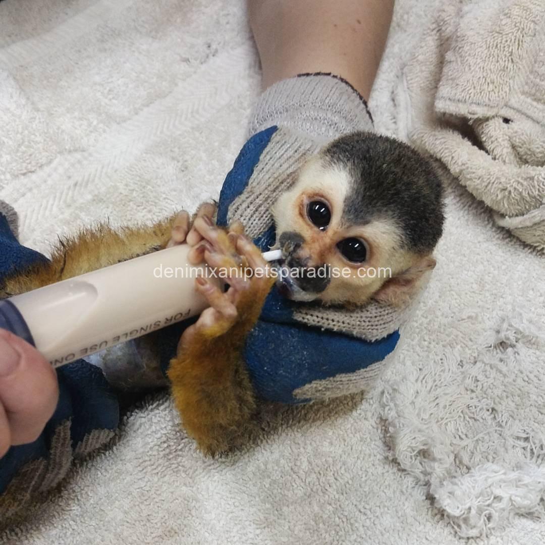 Adorable baby squirrel monkeys 1 Adorable baby squirrel monkeys
