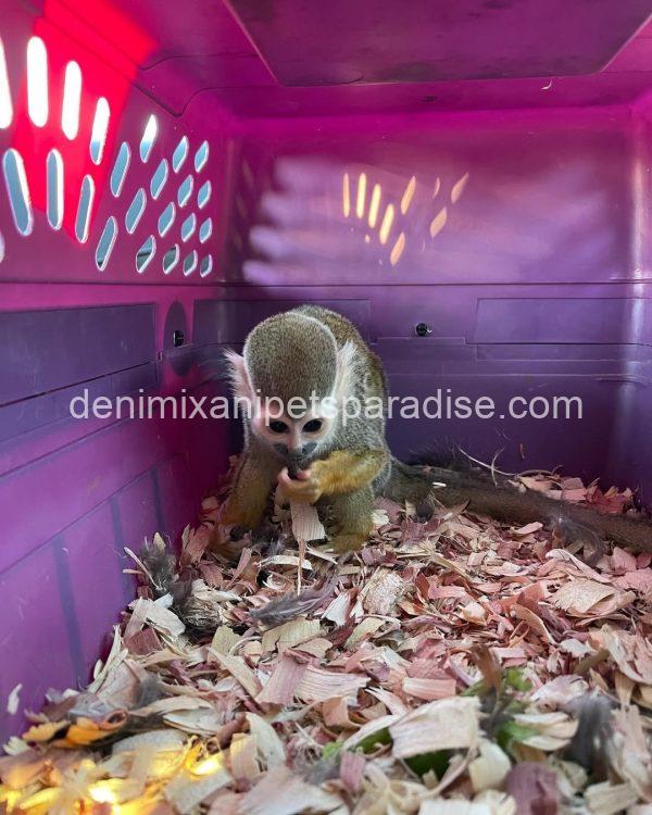 Adorable baby squirrel monkeys - Image 2