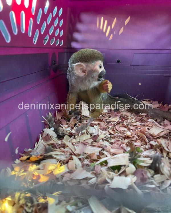 Adorable baby squirrel monkeys - Image 3