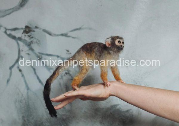 Adorable baby squirrel monkeys - Image 5