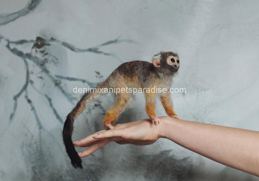 Adorable baby squirrel monkeys 5 Adorable baby squirrel monkeys - Image 5