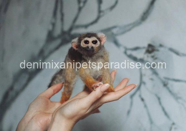 Adorable baby squirrel monkeys - Image 4