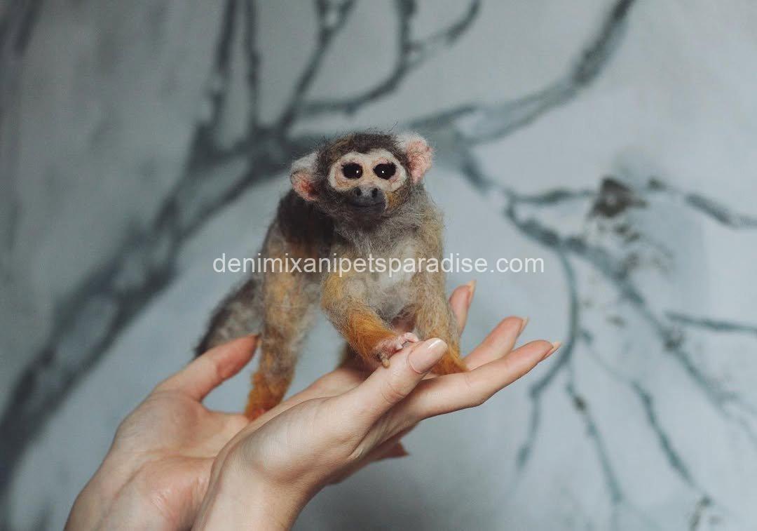 Adorable baby squirrel monkeys 4 Adorable baby squirrel monkeys - Image 4