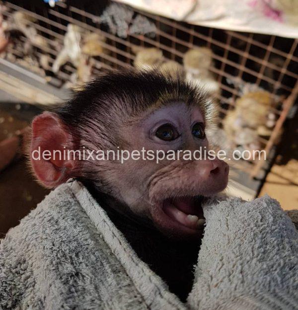 Gorgeous baby baboon - Image 5