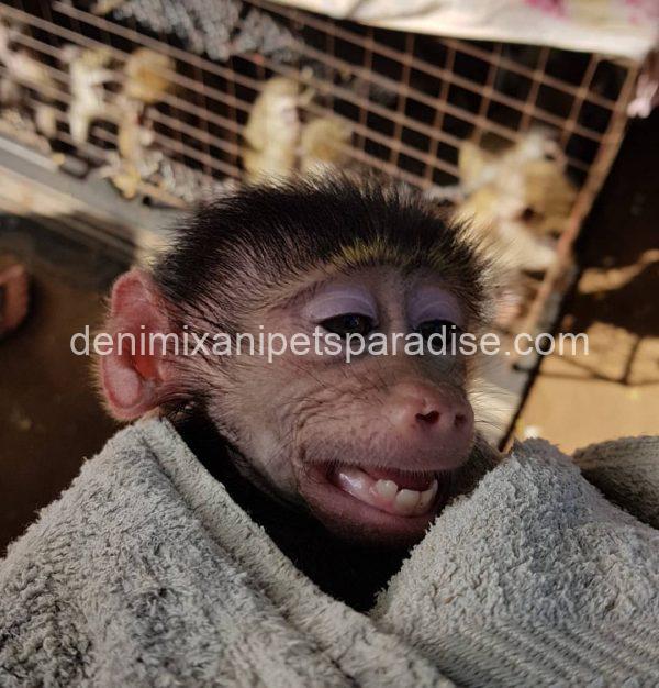 Gorgeous baby baboon - Image 3