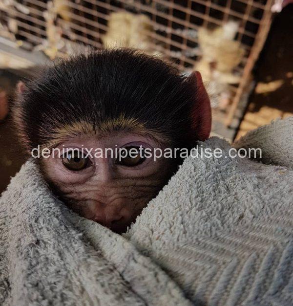 Gorgeous baby baboon - Image 2
