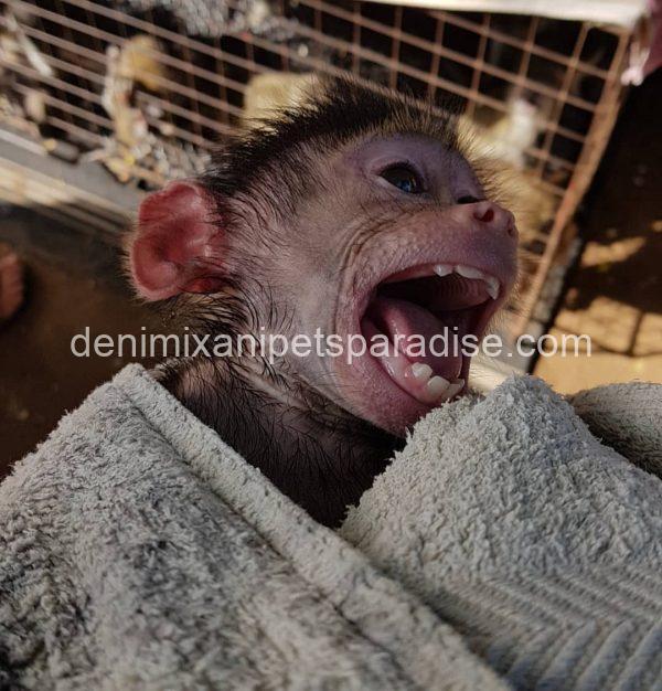 Gorgeous baby baboon - Image 4