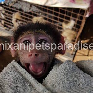 Gorgeous baby baboon