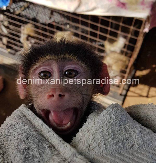 Gorgeous baby baboon