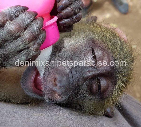 Adorable baby BAboon - Image 2