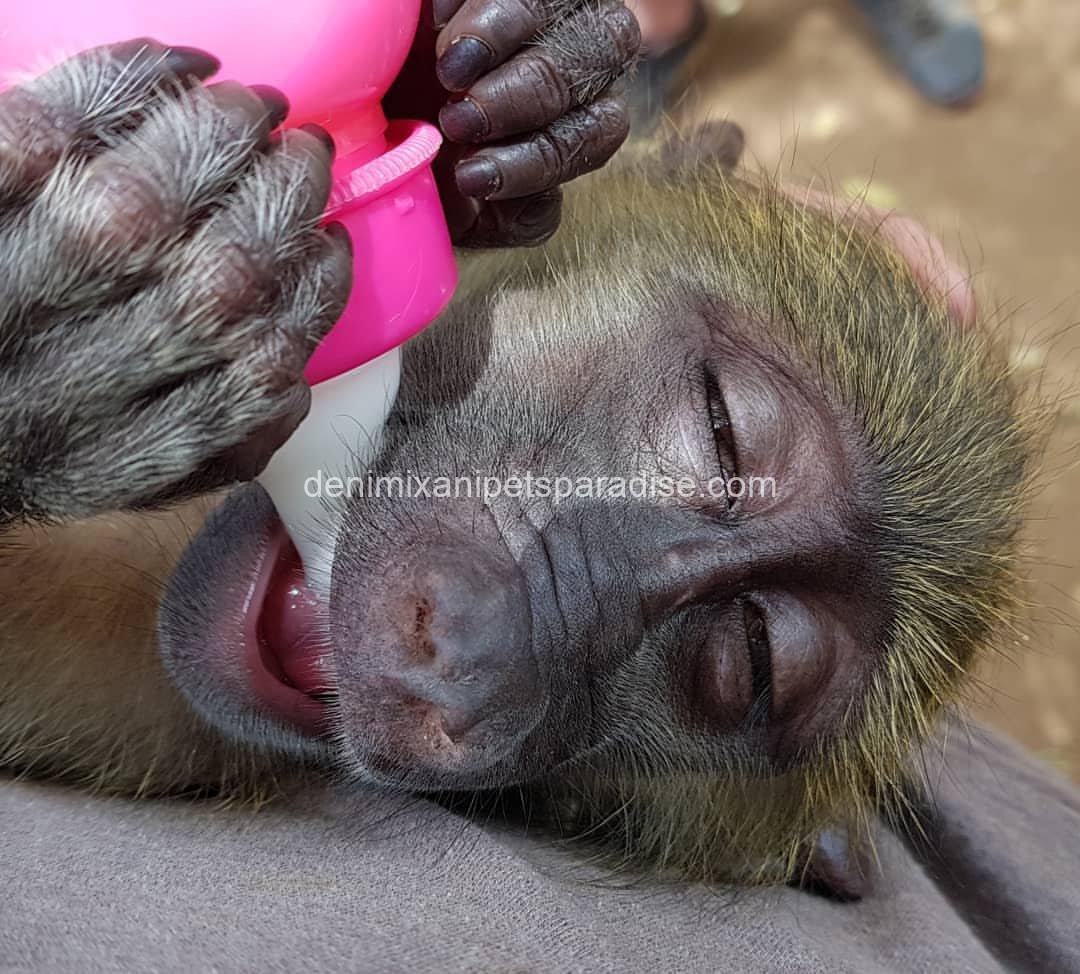 Adorable baby BAboon 2 Adorable baby BAboon - Image 2