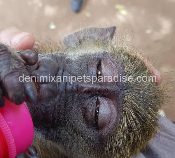 Adorable baby BAboon - Image 3