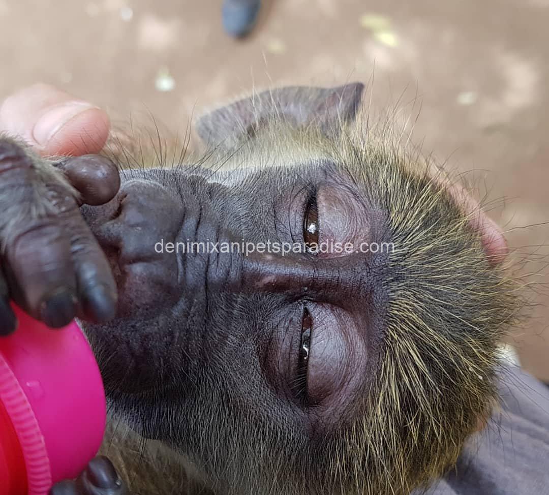 Adorable baby BAboon 3 Adorable baby BAboon - Image 3