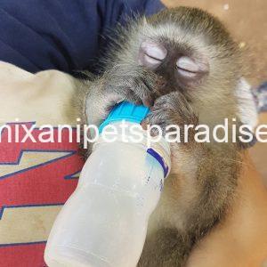 Adorable baby BAboon
