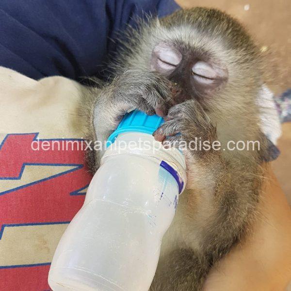 Adorable baby BAboon
