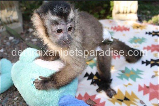 Lovely adorable capuchin 8 Lovely adorable capuchin - Image 8