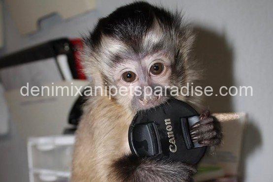 Lovely adorable capuchin 4 Lovely adorable capuchin - Image 4